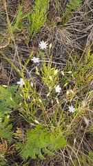 Stellaria graminea