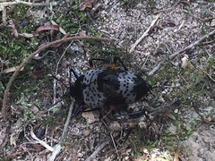 Cypherotylus borgmeieri