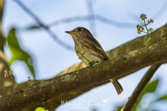 Muscicapa williamsoni