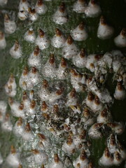 Chionaspis salicis
