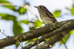 Muscicapa williamsoni