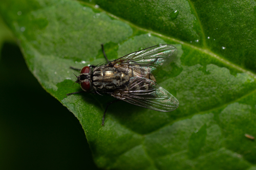 Dasyphora albofasciata