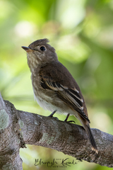 Muscicapa williamsoni