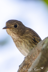 Muscicapa williamsoni