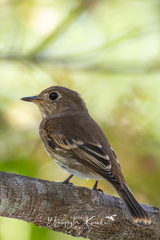 Muscicapa williamsoni