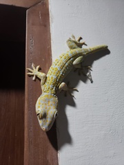 Gekko gecko