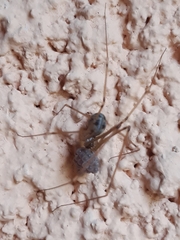 Hoplopholcus forskali