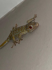 Gekko gecko