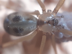 Hoplopholcus forskali