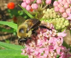 Bombus griseocollis