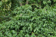 Derris trifoliata