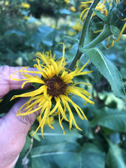 Inula racemosa