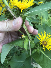 Inula racemosa
