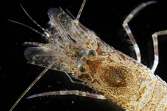 Sabinea septemcarinata