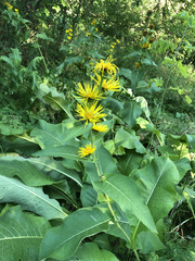 Inula racemosa