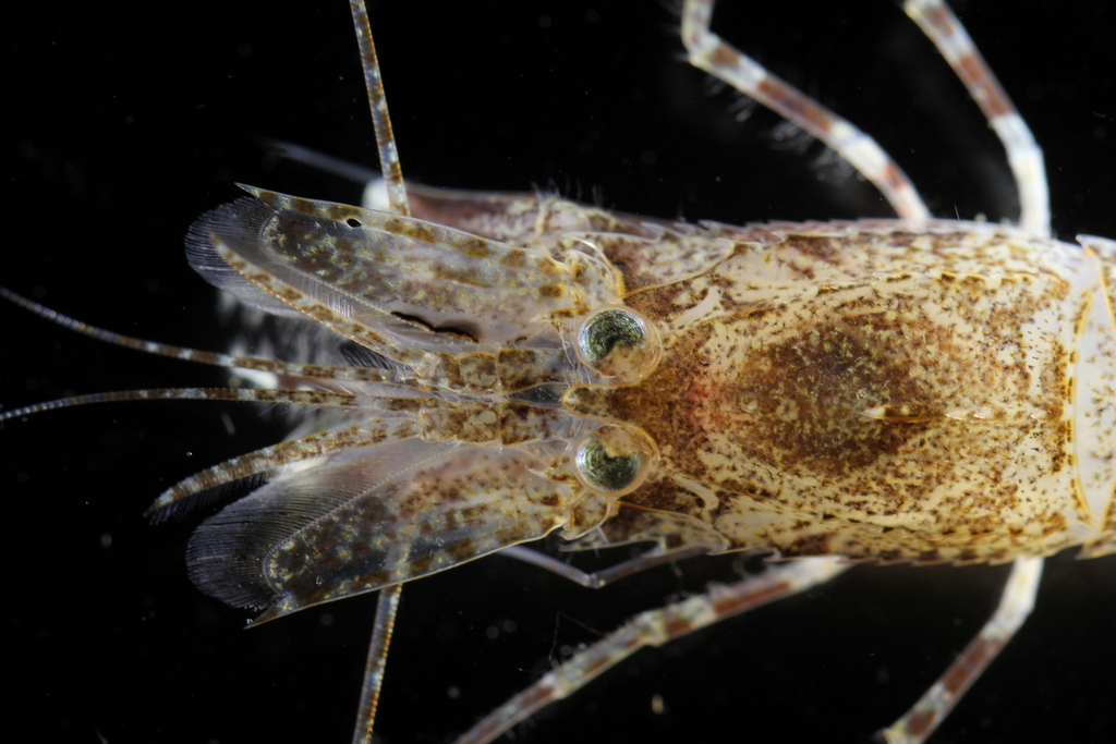 Sevenline Shrimp