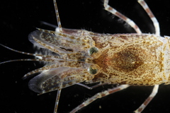 Sabinea septemcarinata