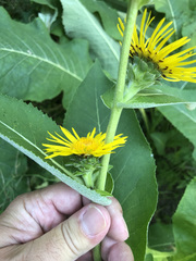 Inula racemosa