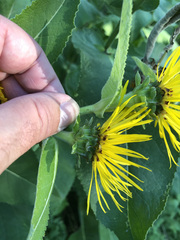 Inula racemosa