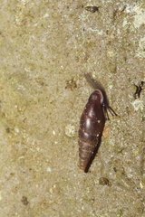 Cochlodina