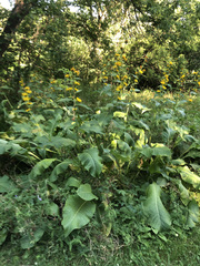 Inula racemosa