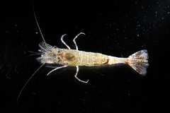 Sabinea septemcarinata