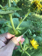 Inula racemosa
