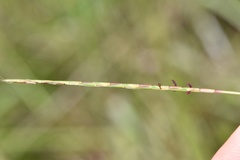 Schizachyrium tenerum