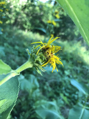 Inula racemosa