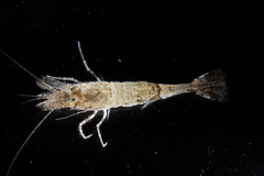 Sabinea septemcarinata