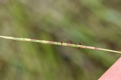 Schizachyrium tenerum