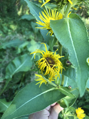 Inula racemosa