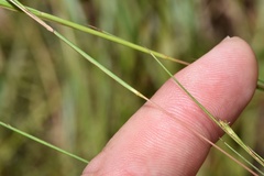Schizachyrium tenerum