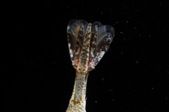 Sabinea septemcarinata