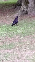 Corvus corone
