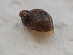Succinella oblonga