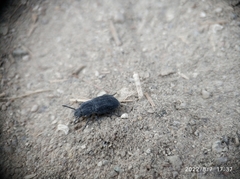Coleoptera