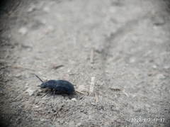 Coleoptera