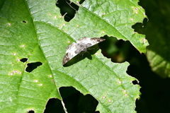 Polyctor cleta