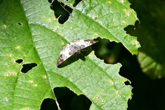 Polyctor cleta