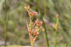 Juncus trigonocarpus
