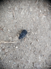 Coleoptera