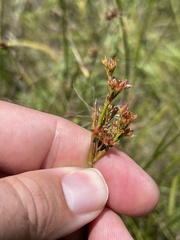 Juncus trigonocarpus