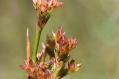 Juncus trigonocarpus