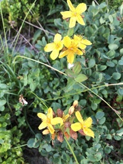 Hypericum richeri richeri