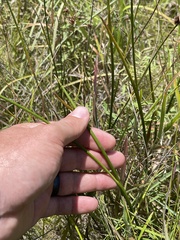 Juncus trigonocarpus