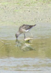 Calidris himantopus