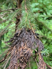 Herpotrichia juniperi