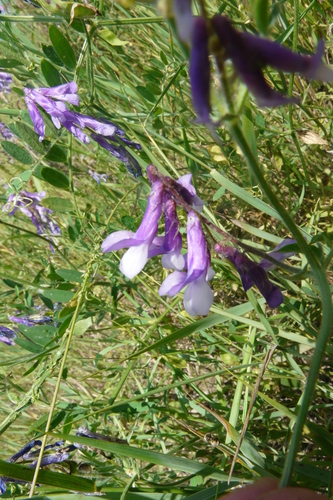 Image of Vicia biennis by no rights reserved