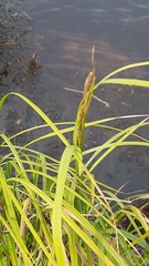 Carex aquatilis